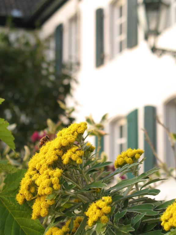 Rhein River Guesthouse - Direkt Am Rhein Leverkusen Eksteriør billede
