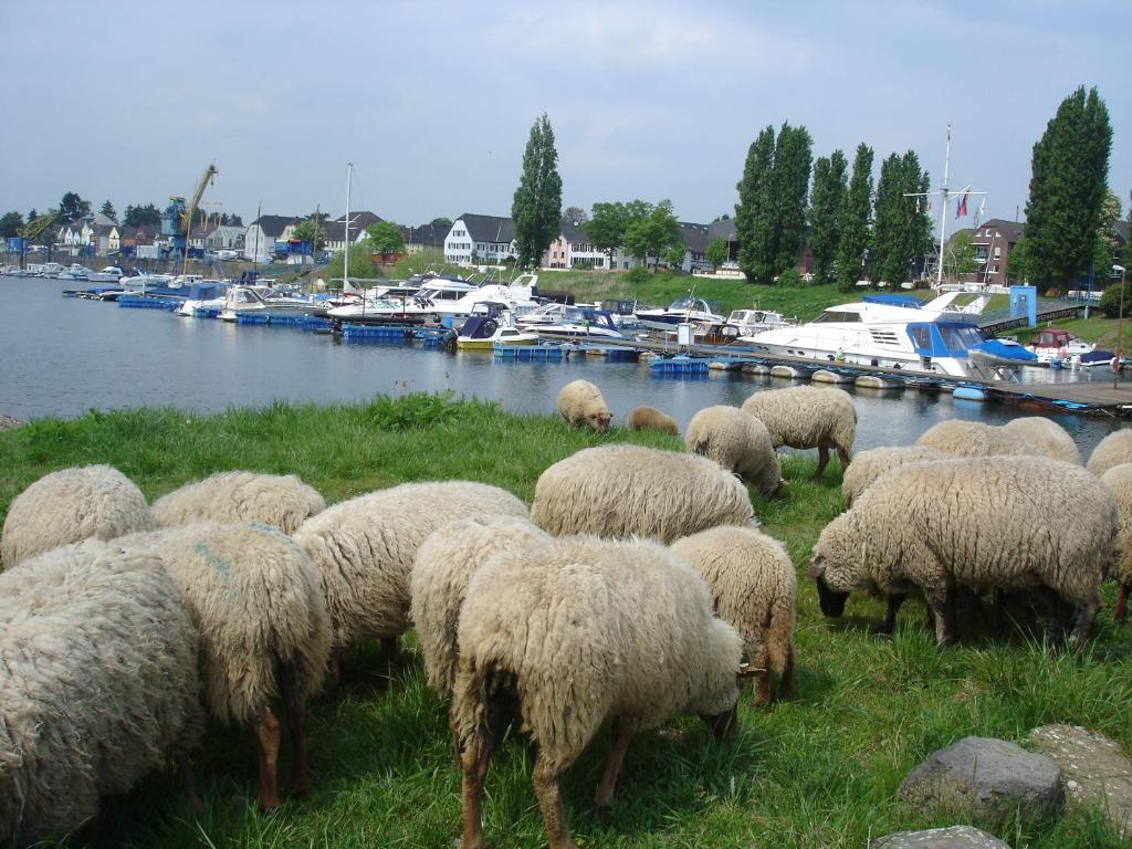 Rhein River Guesthouse - Direkt Am Rhein Leverkusen Eksteriør billede