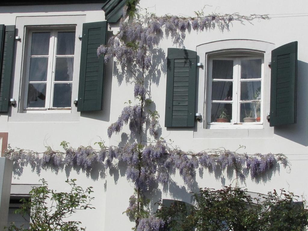 Rhein River Guesthouse - Direkt Am Rhein Leverkusen Eksteriør billede