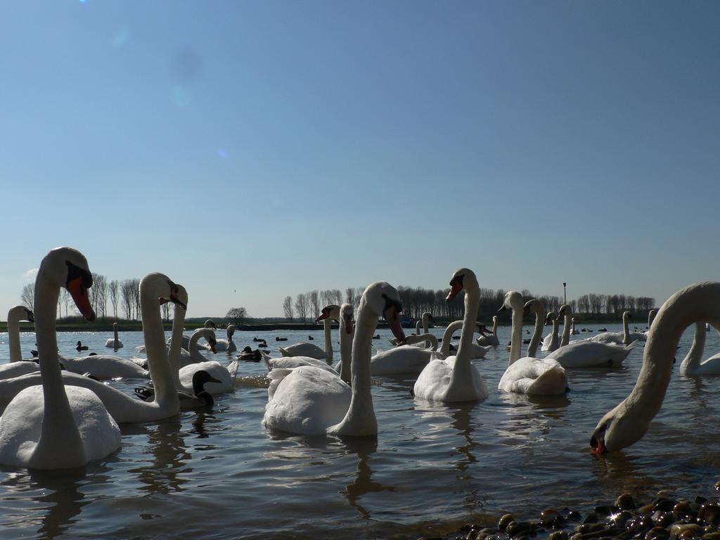 Rhein River Guesthouse - Direkt Am Rhein Leverkusen Eksteriør billede